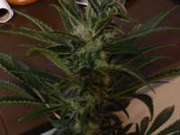 Blueberry. archive 6