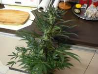 Blueberry. archive 5