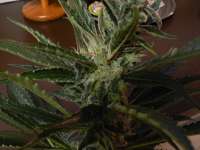 Blueberry. archive 4