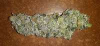 Flo: strain page photo, credit seedfinder.eu, copyright status shown with credit copyright unverified