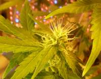 60 Day Wonder archive 3