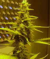 60 Day Wonder archive 5