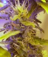 60 Day Wonder archive 6