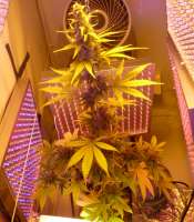 60 Day Wonder archive 4