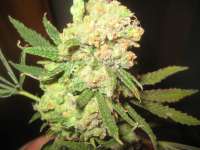 An image of Cannalope Haze