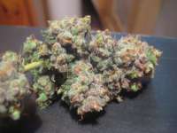 An image of Cannalope Haze