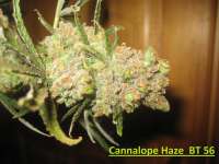 An image of Cannalope Haze