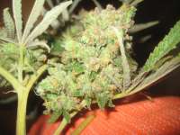 An image of Cannalope Haze
