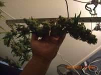 An image of Cataract Kush