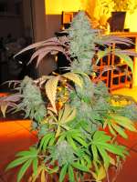 An image of Cataract Kush