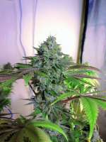 An image of Cataract Kush