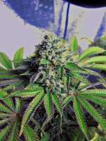 An image of Cataract Kush
