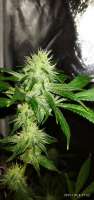 Chocolope: strain page photo, credit seedfinder.eu, copyright status shown with credit copyright unverified