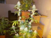 An image of Chocolope Kush
