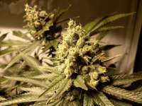 Florida OG archive 5