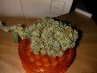 Florida OG archive 6