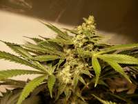 Florida OG archive 3