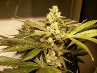 Florida OG archive 4