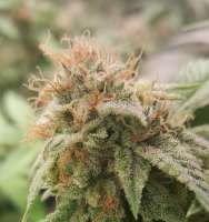 An image of HitMan OG