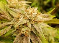 An image of HitMan OG