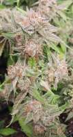 An image of HitMan OG