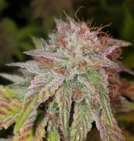 An image of HitMan OG