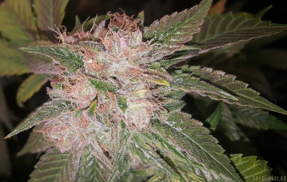 Hitman OG flowering cannabis, as labeled by the cited photo source