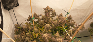 Holy Grail Kush: strain page photo, credit seedfinder.eu, copyright status shown with credit copyright unverified