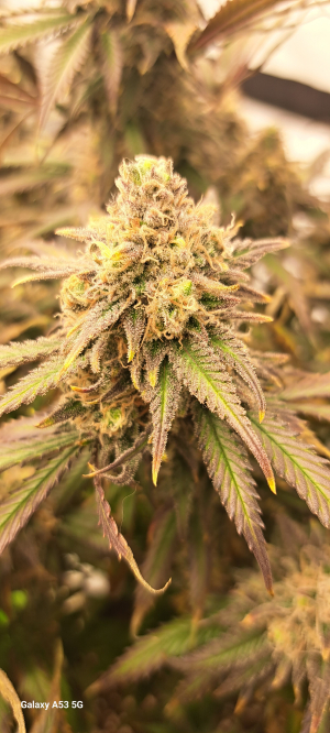 Holy Grail Kush: strain page photo, credit seedfinder.eu, copyright status shown with credit copyright unverified