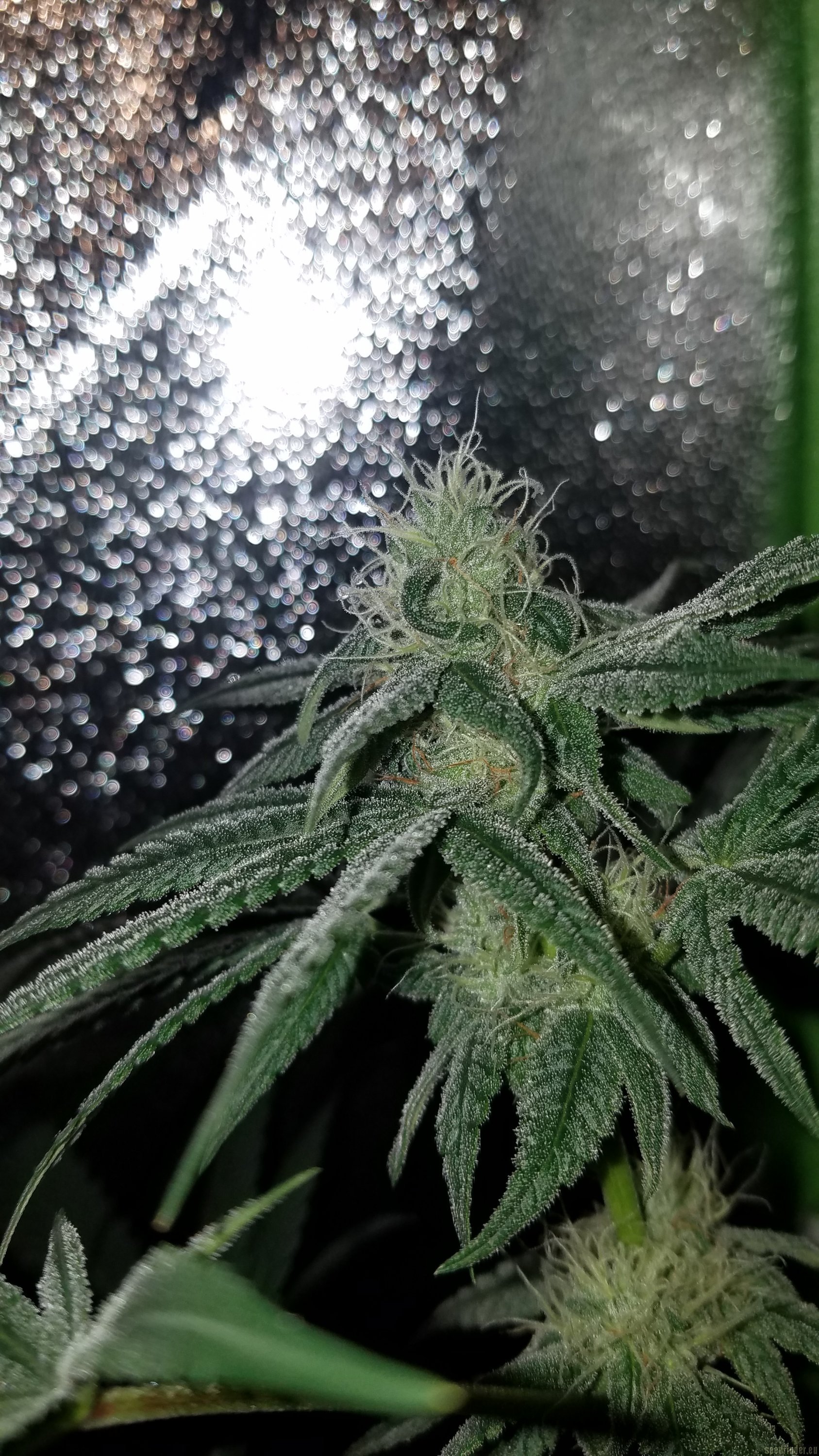 LA Chocolat flowering cannabis, as labeled by the cited photo source