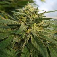 L.A. Chocolat archive 4