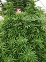 L.A. Chocolat archive 3