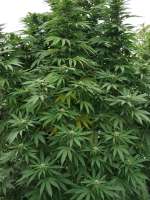 L.A. Chocolat archive 1