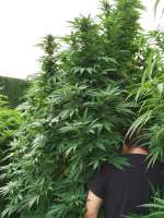 L.A. Chocolat archive 2