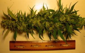 Lemon OG Kush: strain page photo, credit seedfinder.eu, copyright status shown with credit copyright unverified
