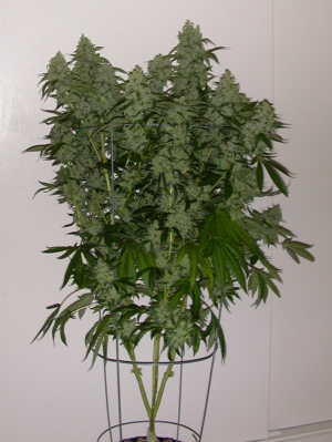 Lemon OG Kush: strain page photo, credit seedfinder.eu, copyright status shown with credit copyright unverified