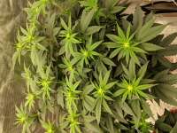 Nicole Kush archive 3