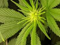 Nicole Kush archive 4