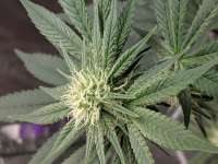 Nicole Kush archive 6