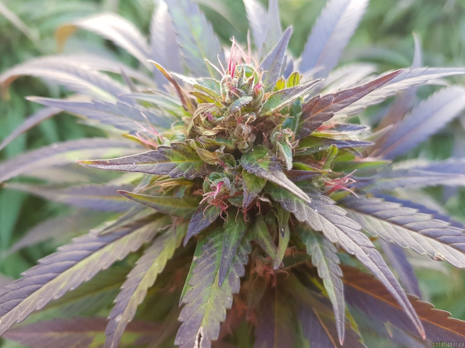 Pure Afghan flowering cannabis, as labeled by the cited photo source