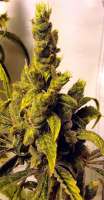 TANGIE: strain page photo, credit seedfinder.eu, copyright status shown with credit copyright unverified
