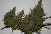 An image of Tangie