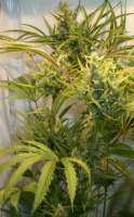 An image of Tangie