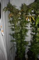 An image of Tangie