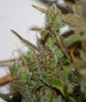 An image of Tangie