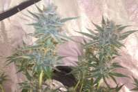 An image of White Walker Kush
