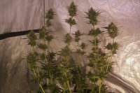 An image of White Walker Kush