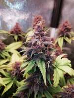 An image of White Walker Kush