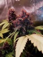 An image of White Walker Kush