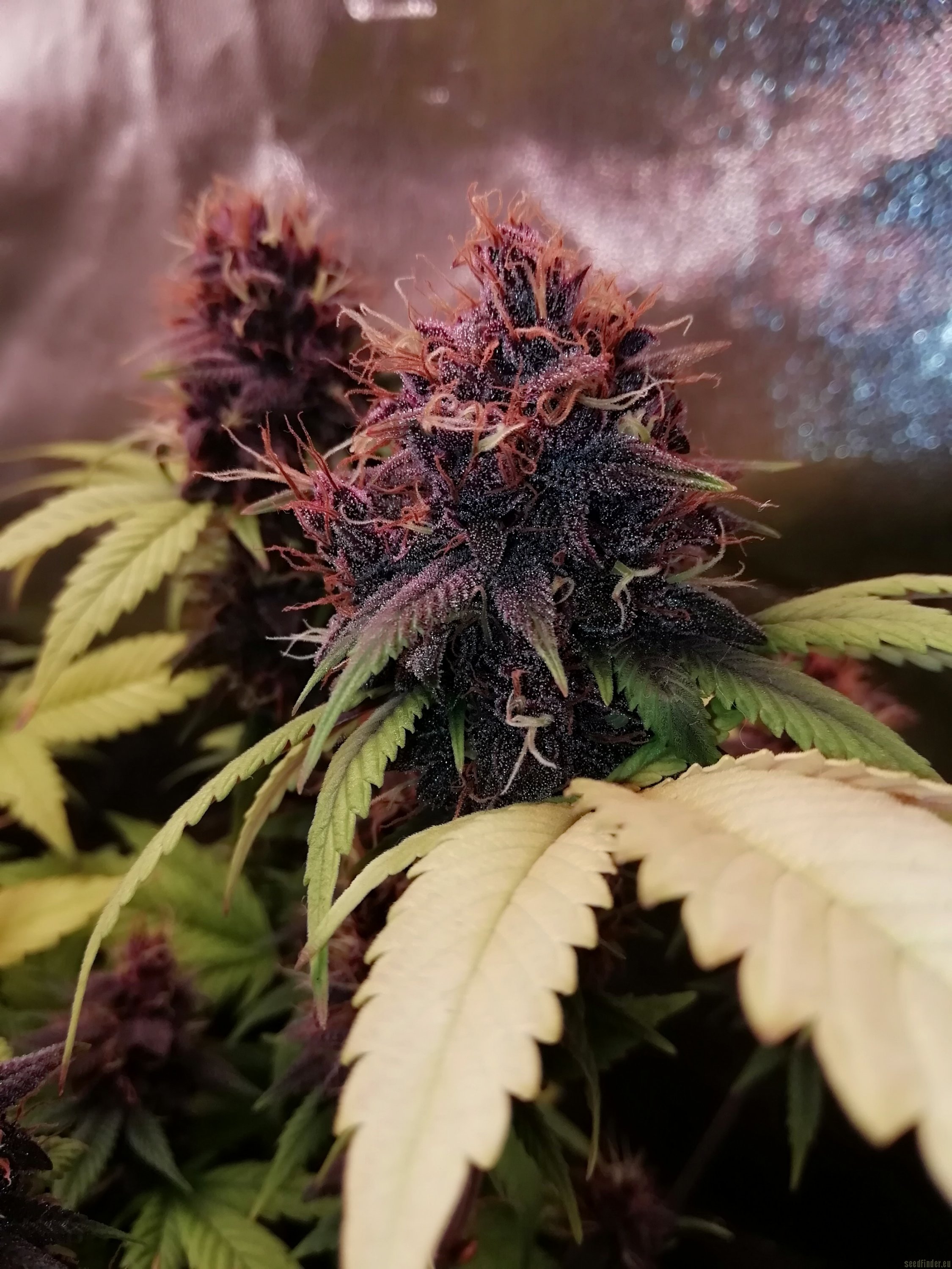 White Walker Kush flowering cannabis, as labeled by the cited photo source